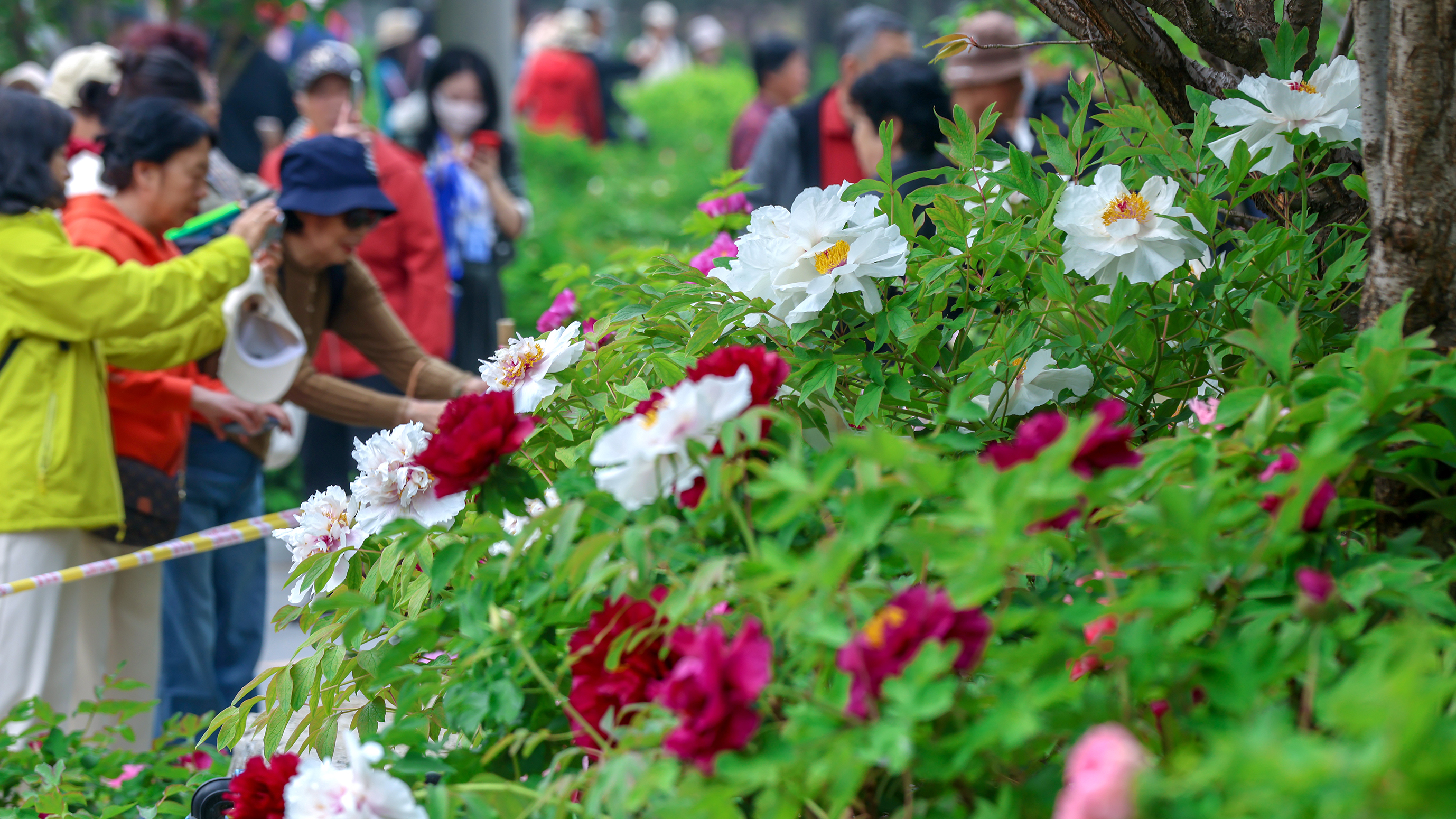北京牡丹渐次开放，13大展区亮点抢先看