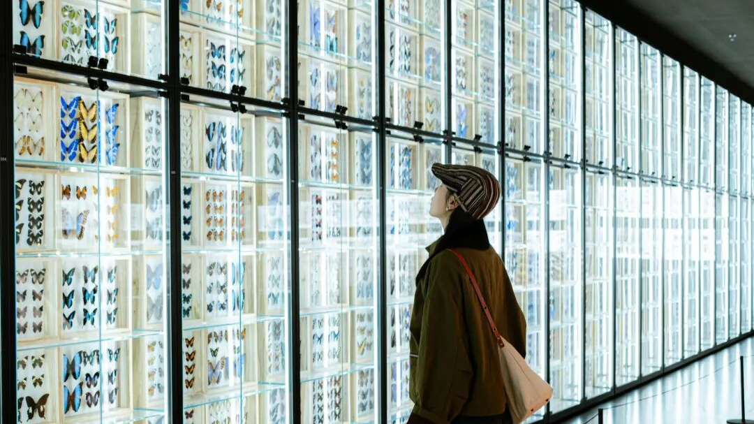 4月新开的北京最大昆虫博物馆您逛过了吗? 4月新开的北京最大昆虫博物馆您逛过了吗?