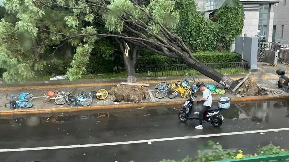 北京再发大风预警！北京交管部门陆续处置185起路树倒伏事件
