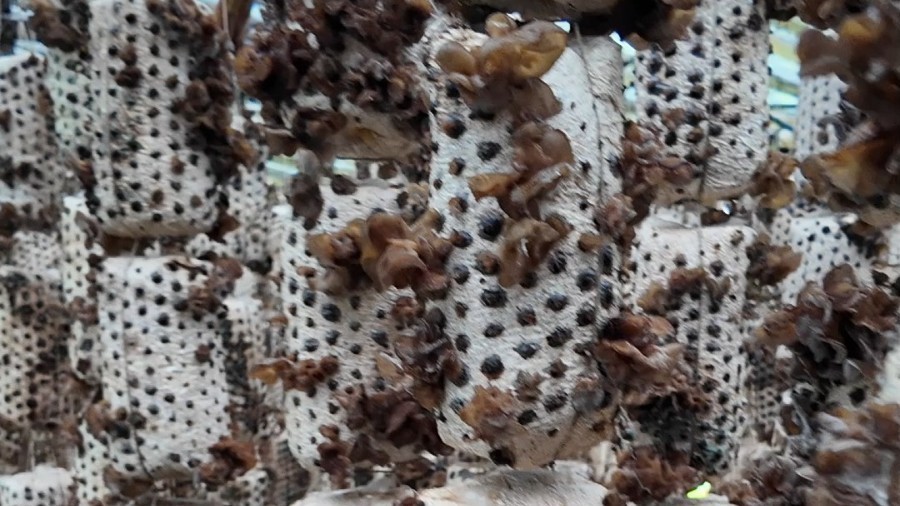 一年可产100万袋菌包！发展林下经济 基地标准成认证标杆