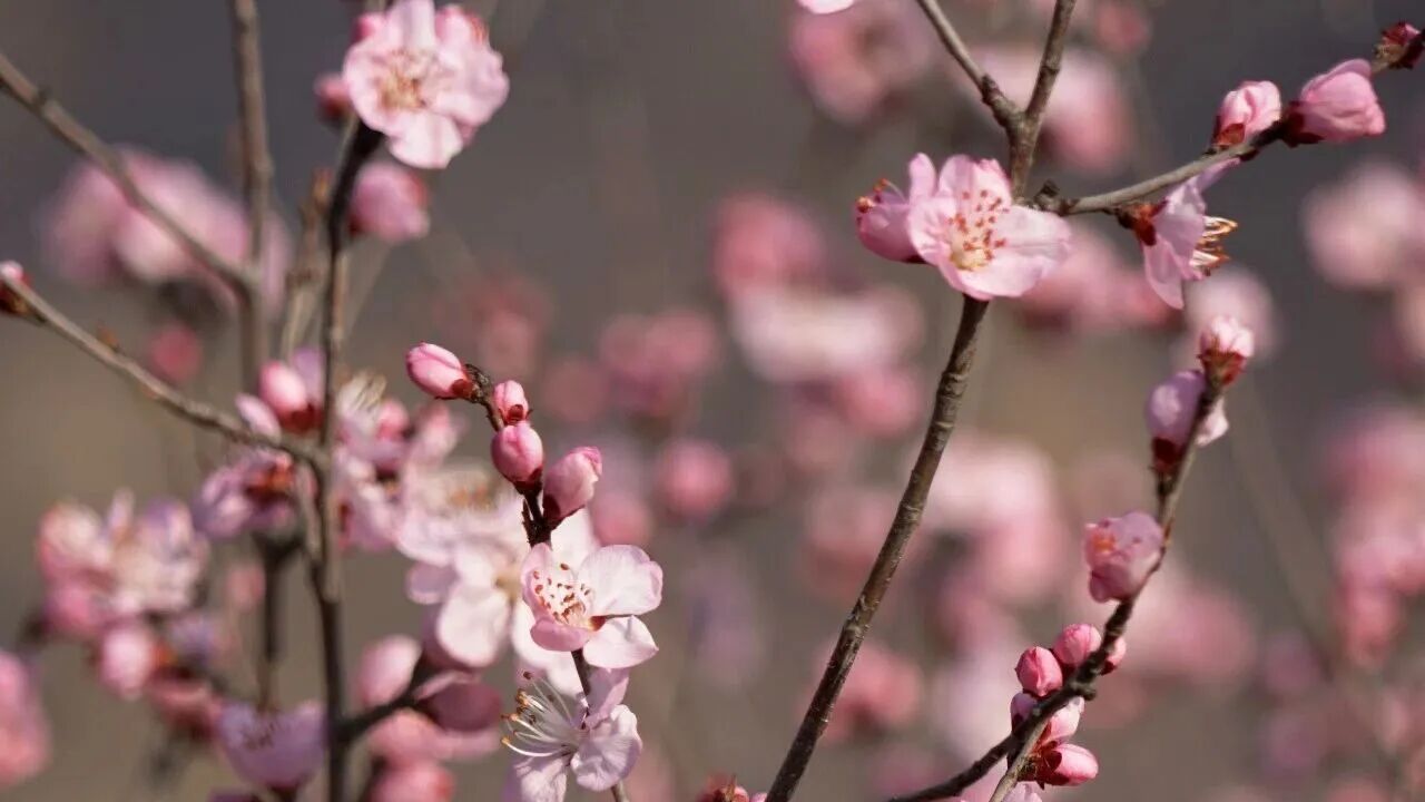 北京房山：3月17日·黄山店桃花盛放