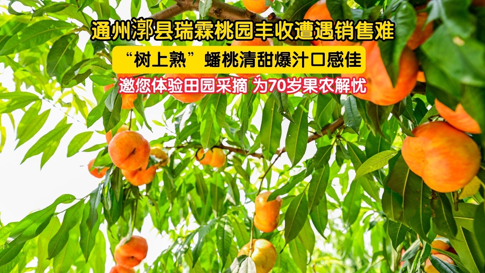 通州漷县瑞霖桃园大丰收遭遇销售难 邀您体验田园采摘为70岁果农解忧