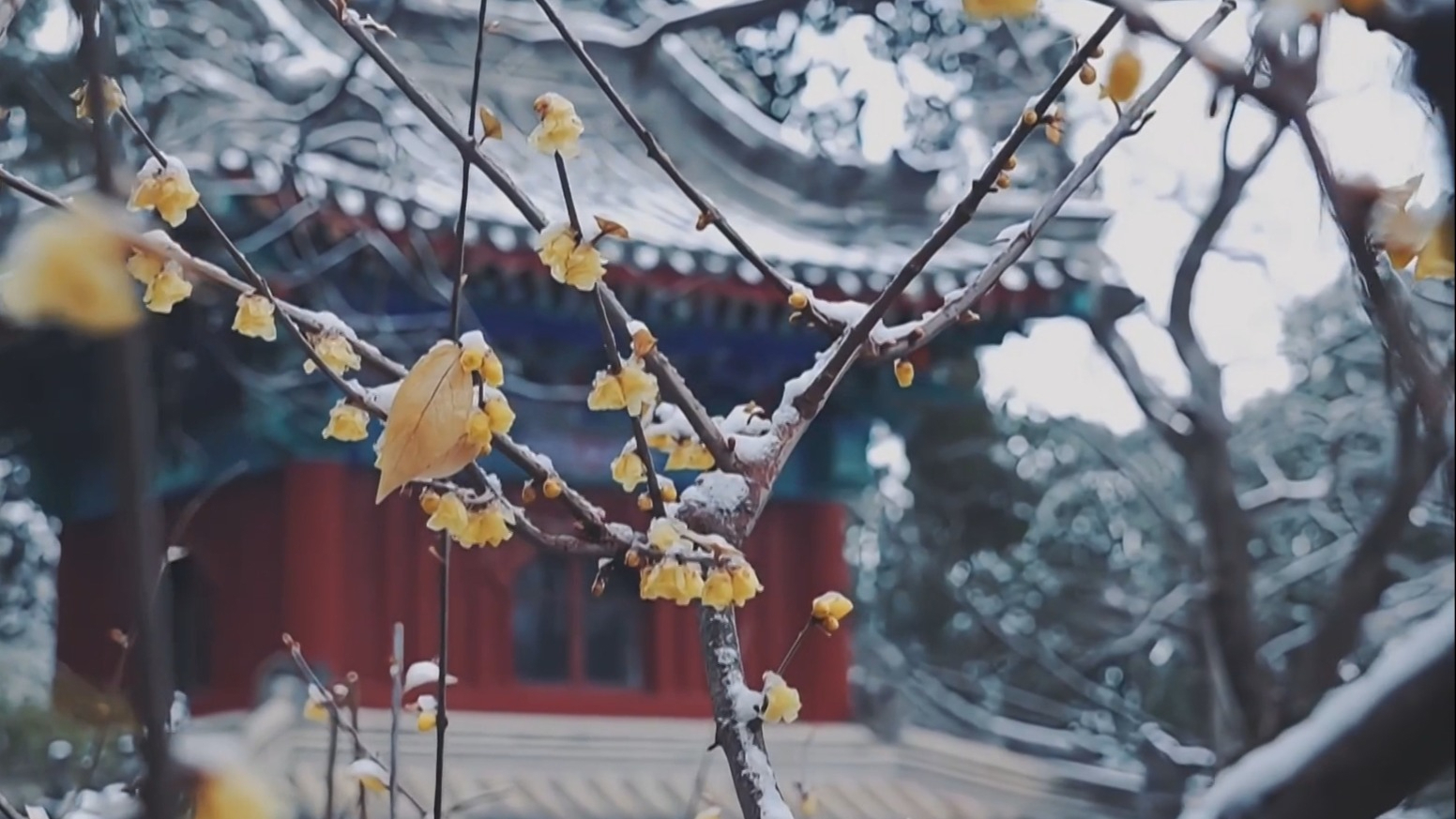 瑞雪迎春 香山公园踏雪寻梅景如画