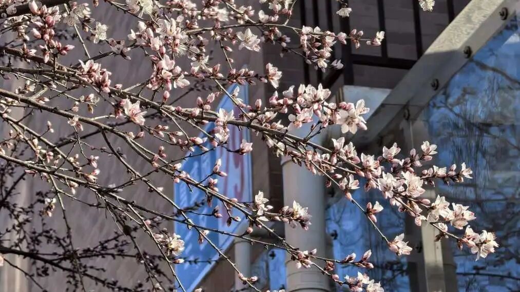 风携暖意,在昌平赴一场初花之约 风携暖意,在昌平赴一场初花之约