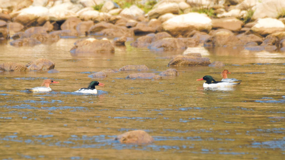 2025年十堰境内重点保护野生动植物达414种