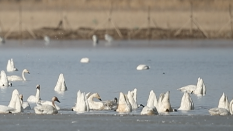 北京官厅水库惊现候鸟“相亲角”
