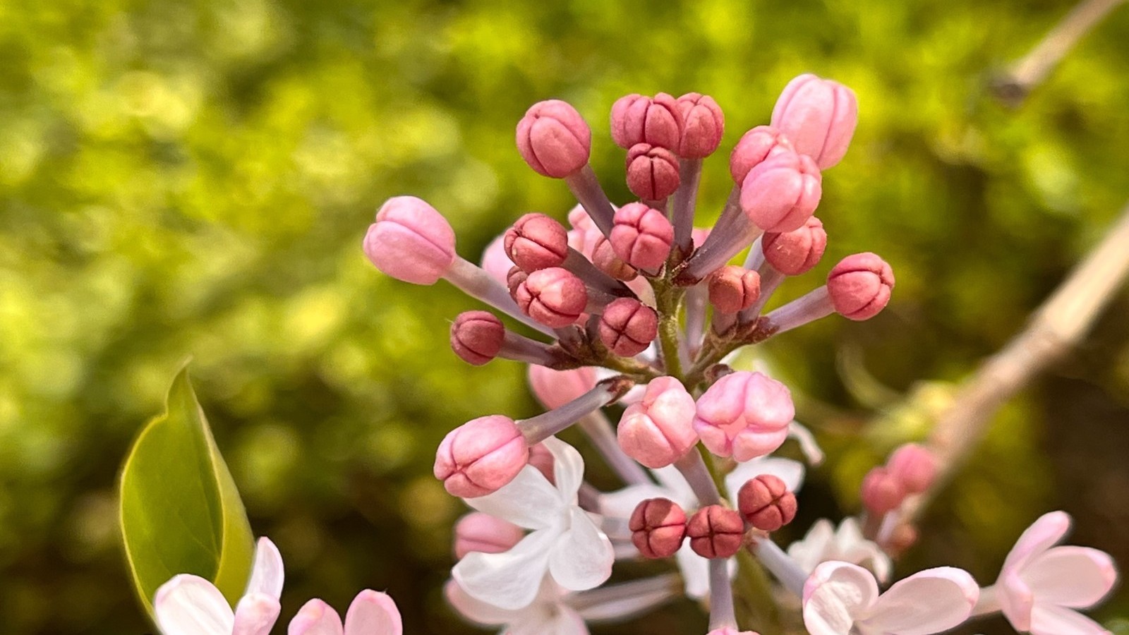 温暖中的“小波荡” 山区有小雨 注意早晚温差 温暖中的“小波荡” 山区有小雨 注意早晚温差