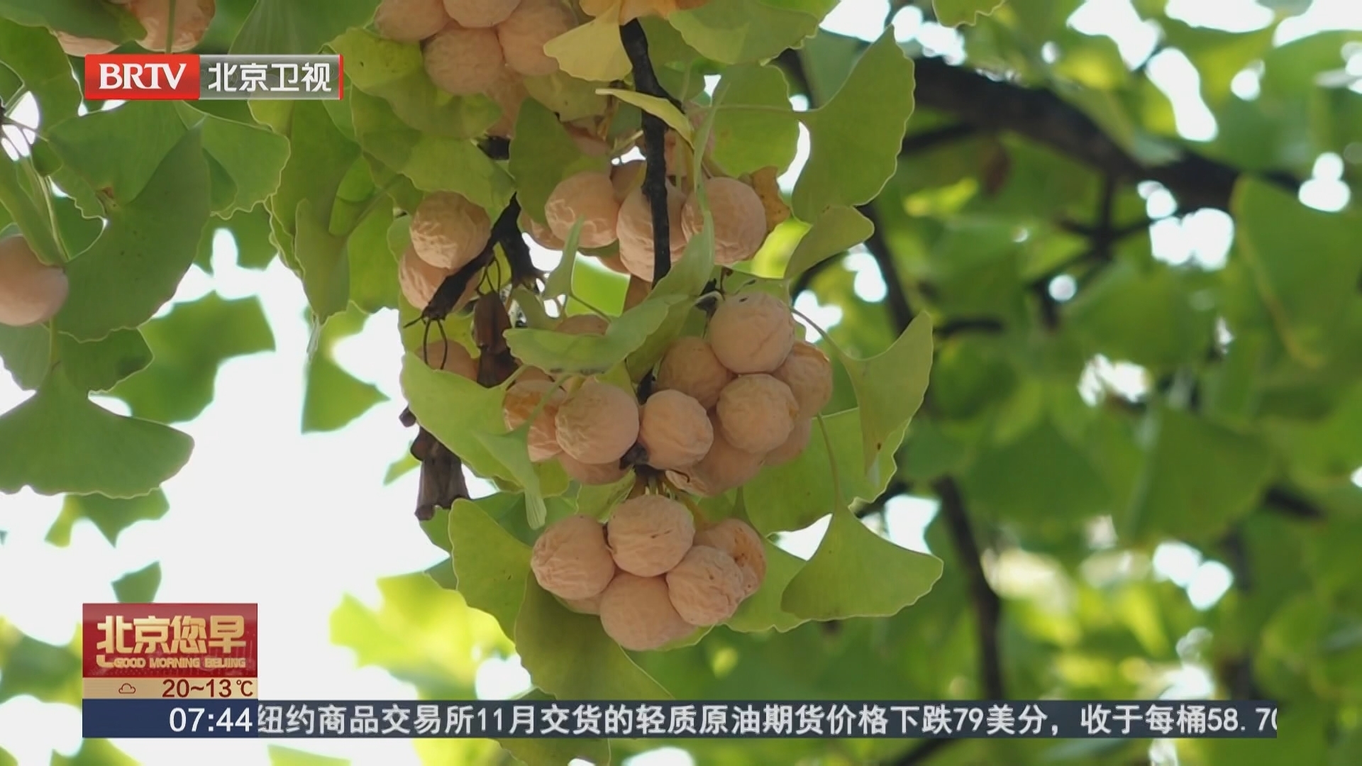 “白果”潜藏多重风险 不可随意采食