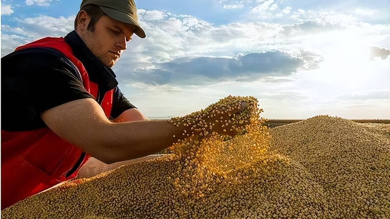 中美经贸磋商达成共识,美国豆农松了一口气 中美经贸磋商达成共识,美国豆农松了一口气