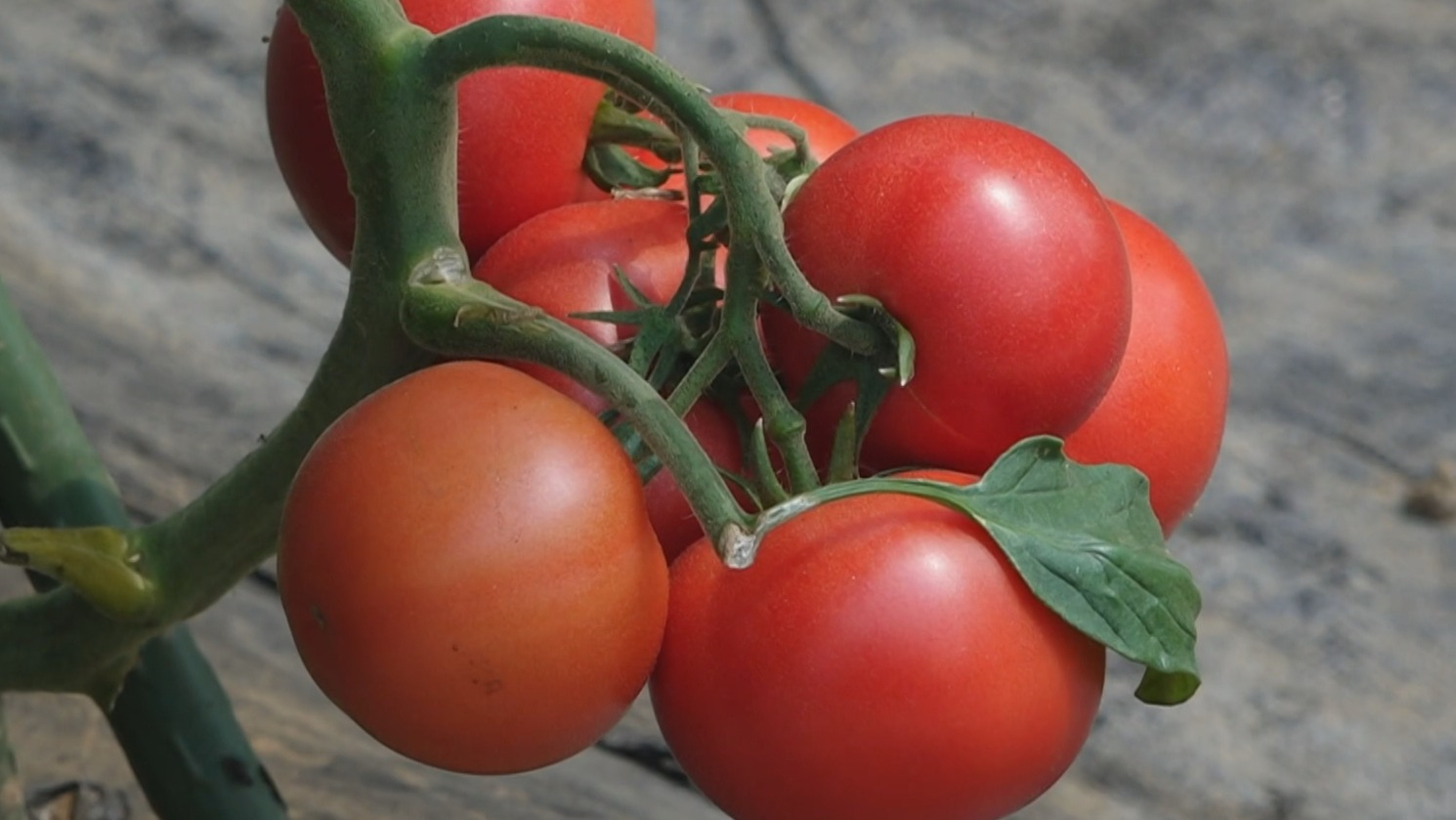 北京发布60个蔬菜品种更新换代推荐品种 北京发布60个蔬菜品种更新换代推荐品种