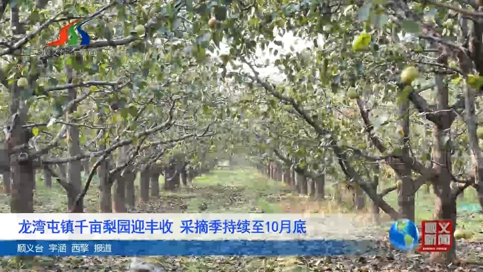 龙湾屯镇千亩梨园迎丰收 采摘季持续至10月底