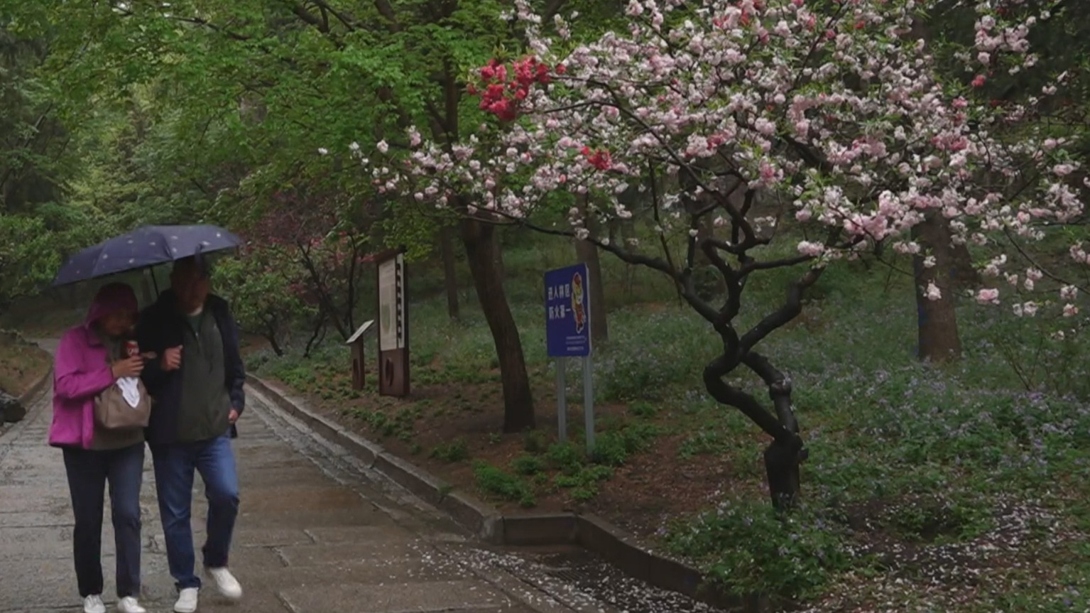 雨中香山革命纪念 以春为“笔”描绘最美红色课堂