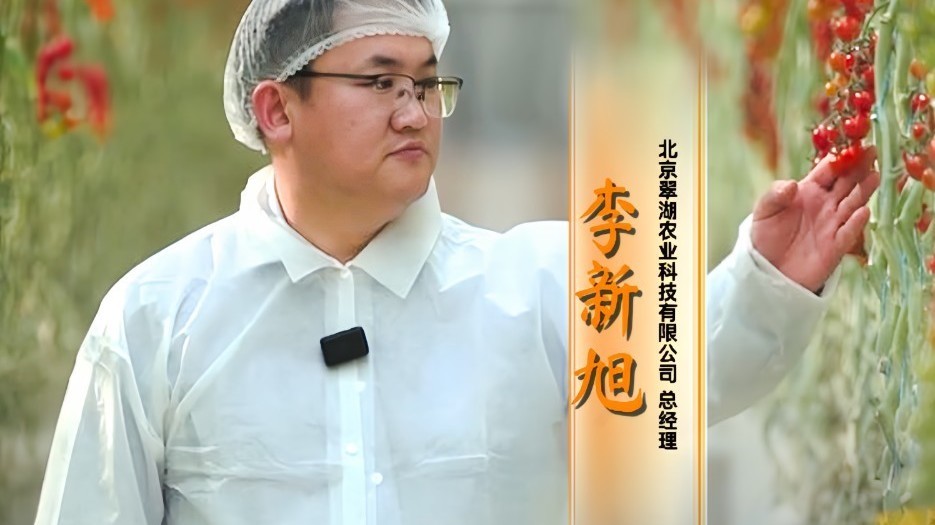 李新旭|番茄的“变形记” 李新旭|番茄的“变形记”