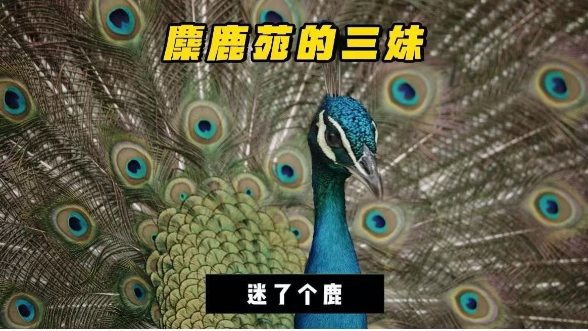 麋鹿苑的三妹#麋鹿回家四十载，永定河畔麋鹿生#迷了个鹿