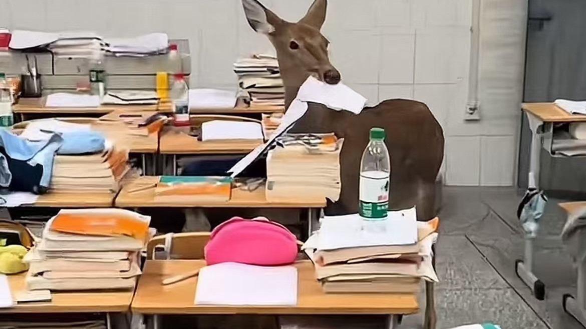 神秘小鹿去教室偷吃试卷 “咬文嚼字具象化了!” 神秘小鹿去教室偷吃试卷 “咬文嚼字具象化了!”