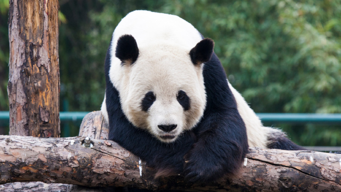 北京动物园大熊猫“古古”离世，享年25岁零4个月