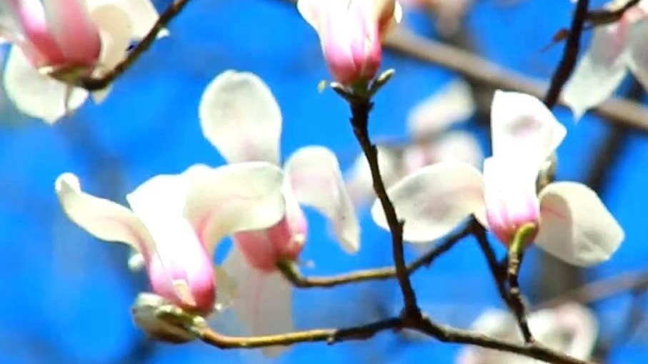 这份追花地图不能错过,一校一春景,书香伴诗韵,北京校园太美了! 这份追花地图不能错过,一校一春景,书香伴诗韵,北京校园太美了!
