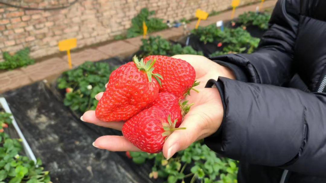 增产又增甜！昌平这波操作，给草莓施了啥“魔法肥”？