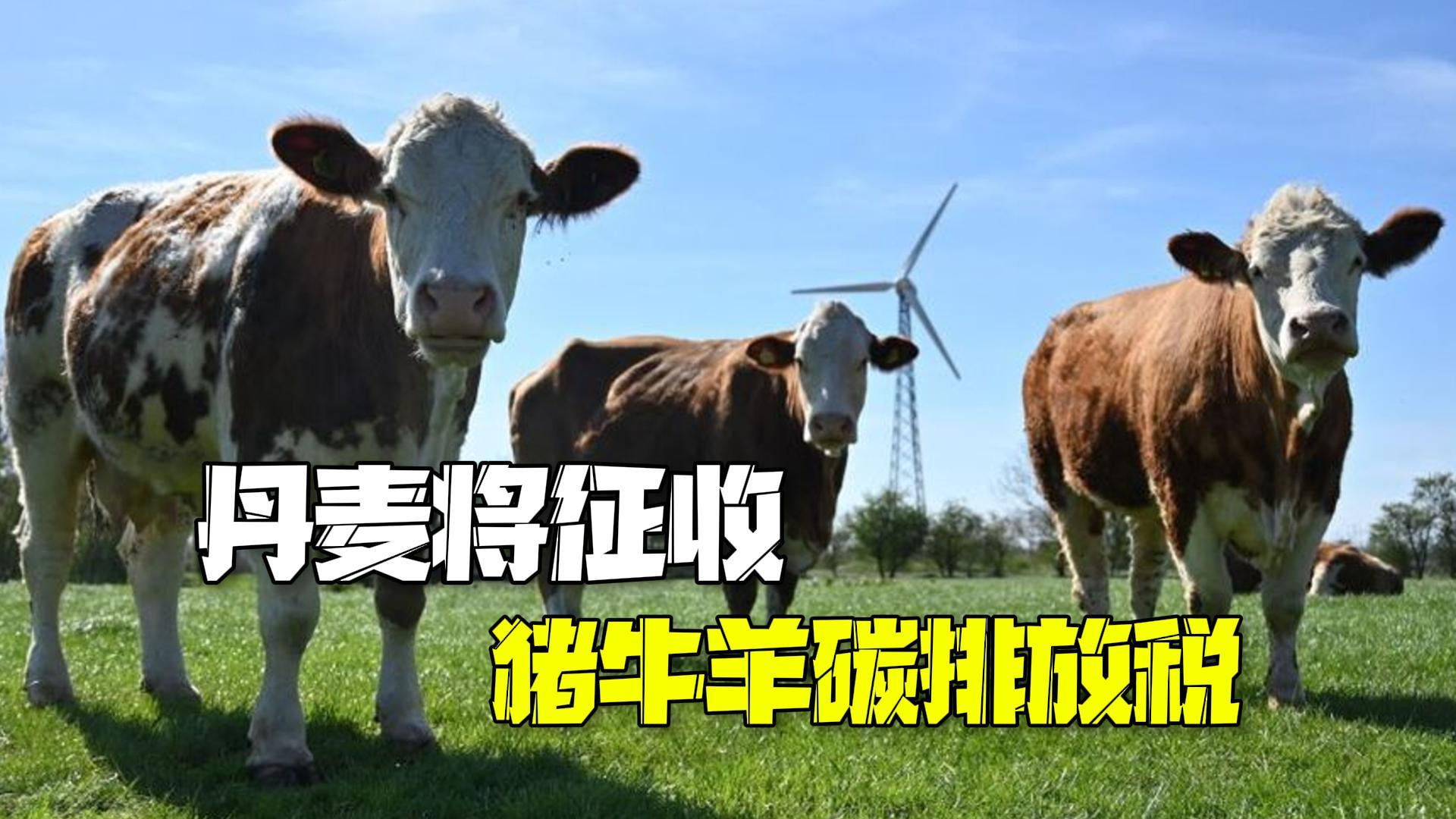 全球首例!丹麦将从2030年起征收猪牛羊碳排放税 全球首例!丹麦将从2030年起征收猪牛羊碳排放税