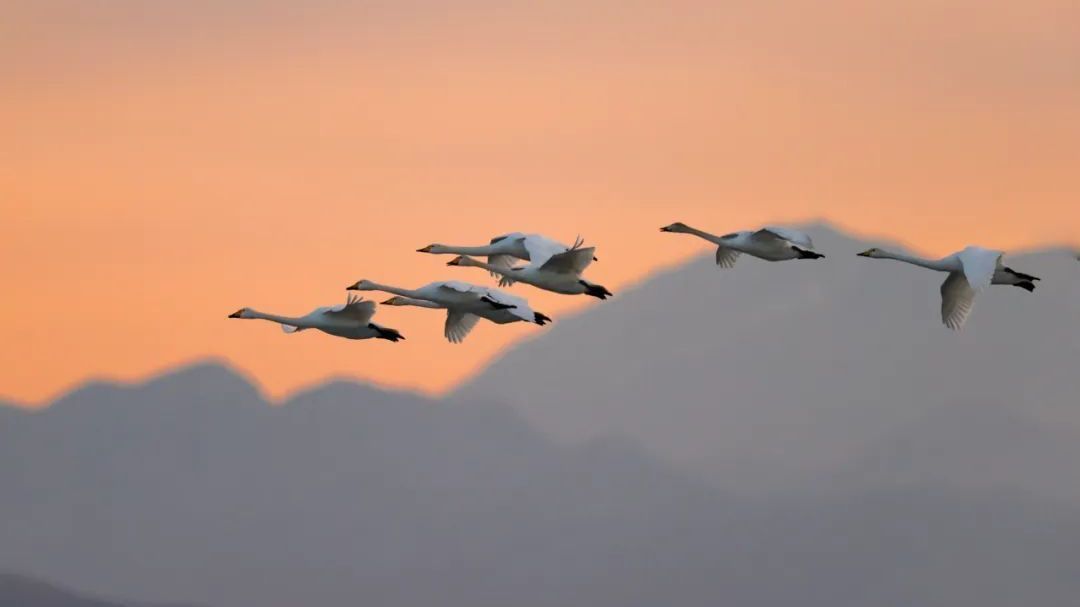 迁徙候鸟回京啦！文明观鸟莫惊扰