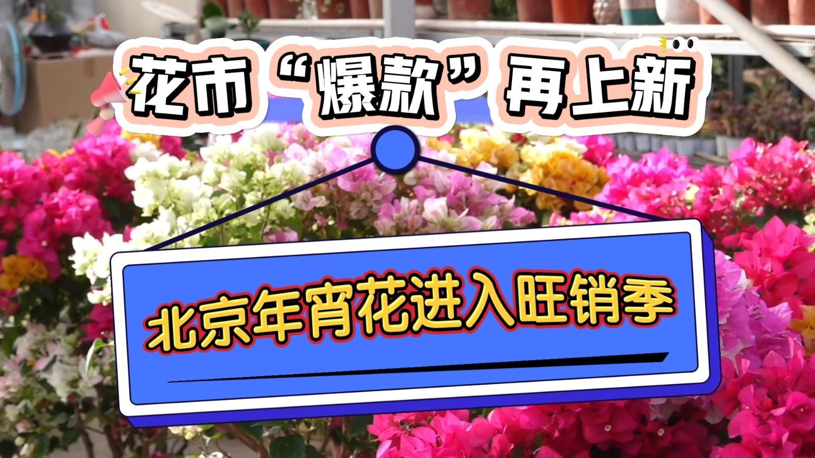 北京年宵花进入旺销季！蝴蝶兰、金桔、多肉……花市“爆款”再上新