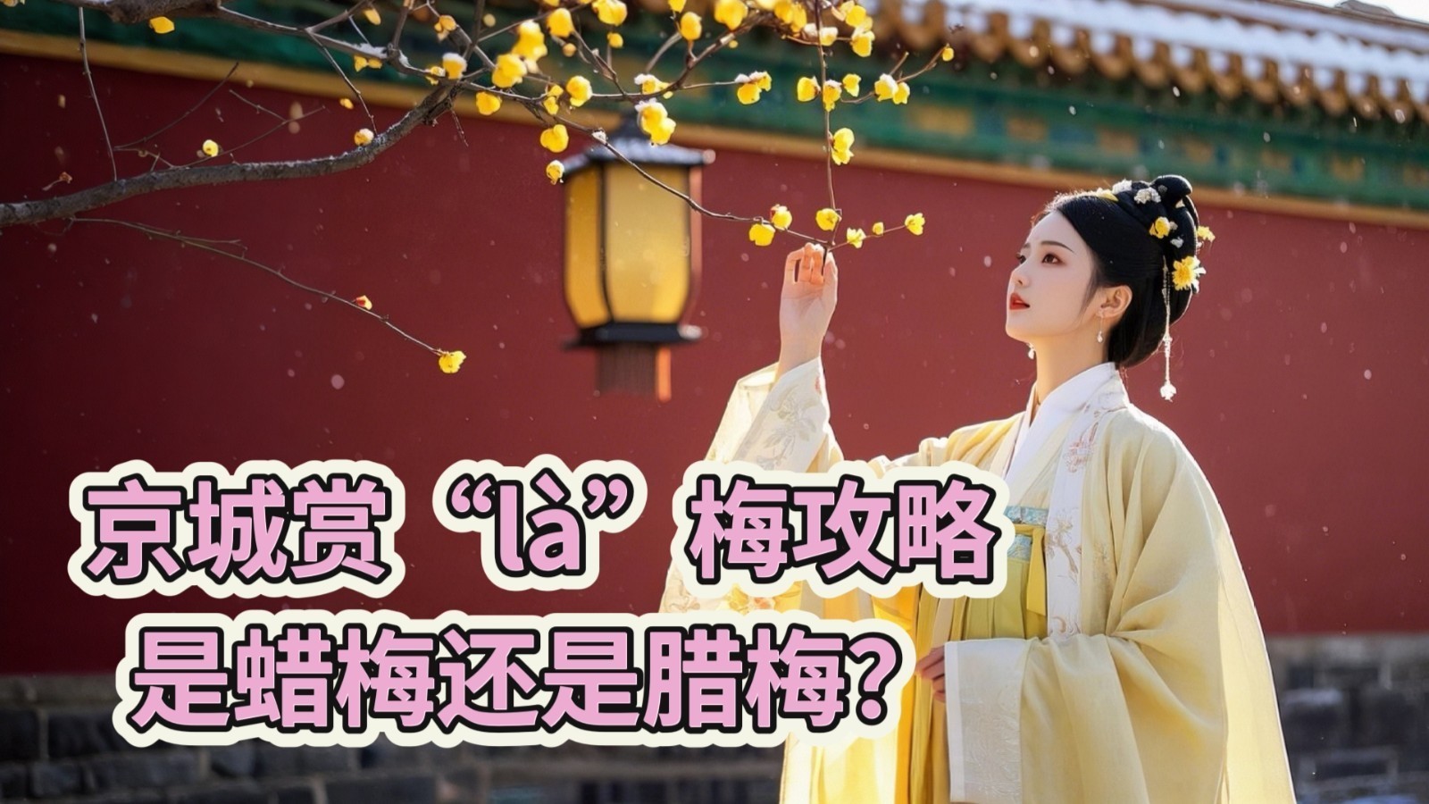 京城赏蜡梅攻略，到底是蜡梅还是腊梅？