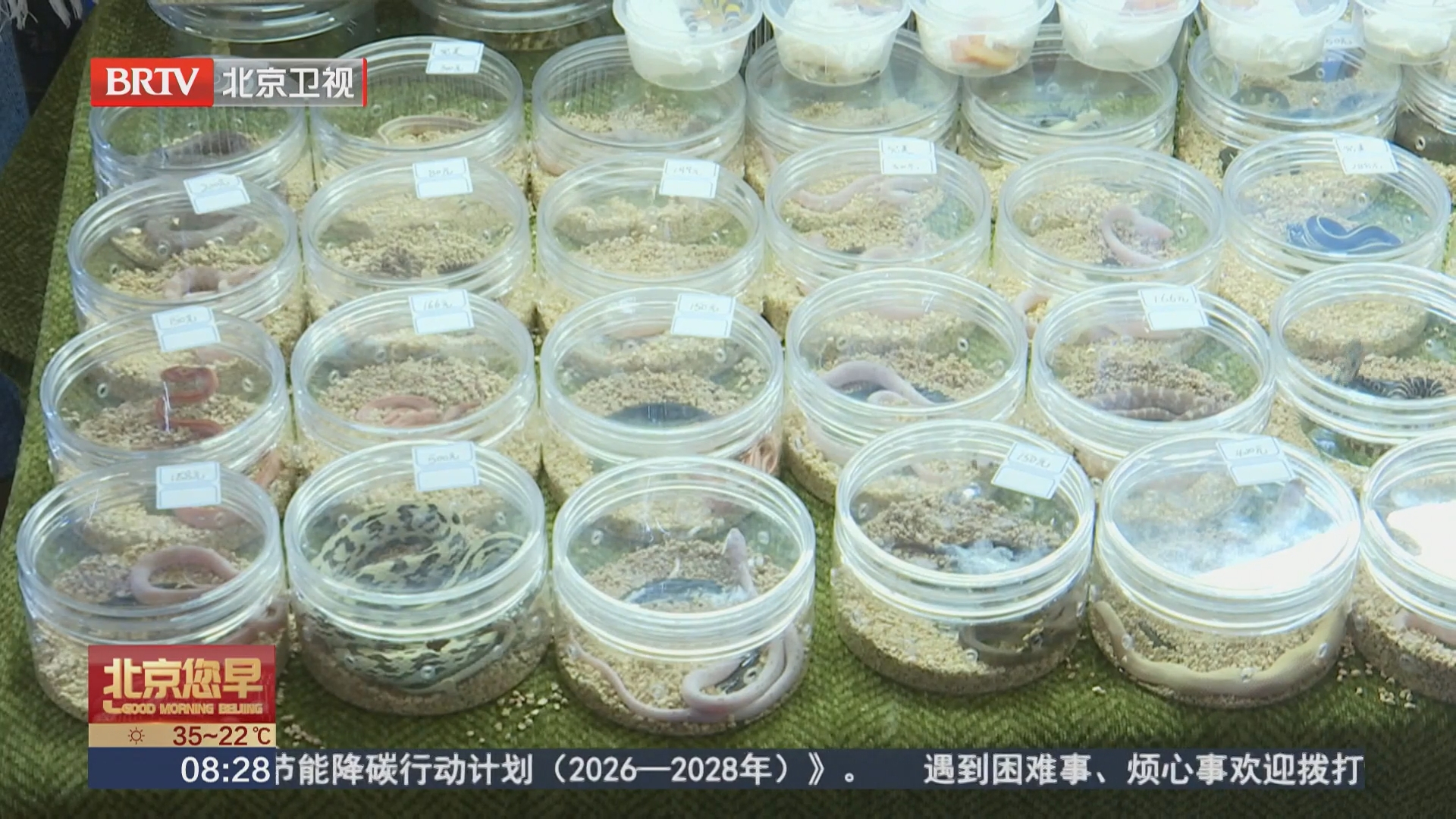 爬宠文化“破圈” 超千种特色宠物汇聚昌平