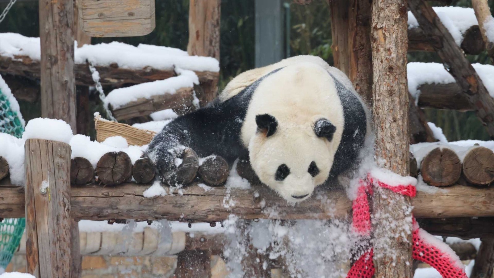 今年首场降雪引赏景热潮  市属公园全力护航游园体验