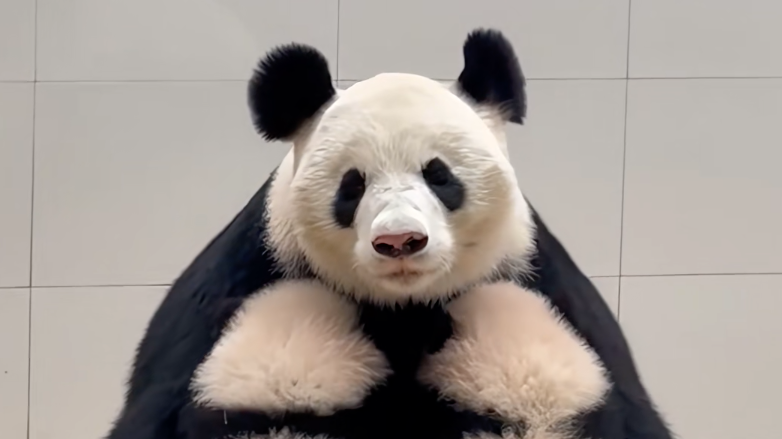 熊猫妈妈在喂奶，网友：不分物种，带娃都不轻松