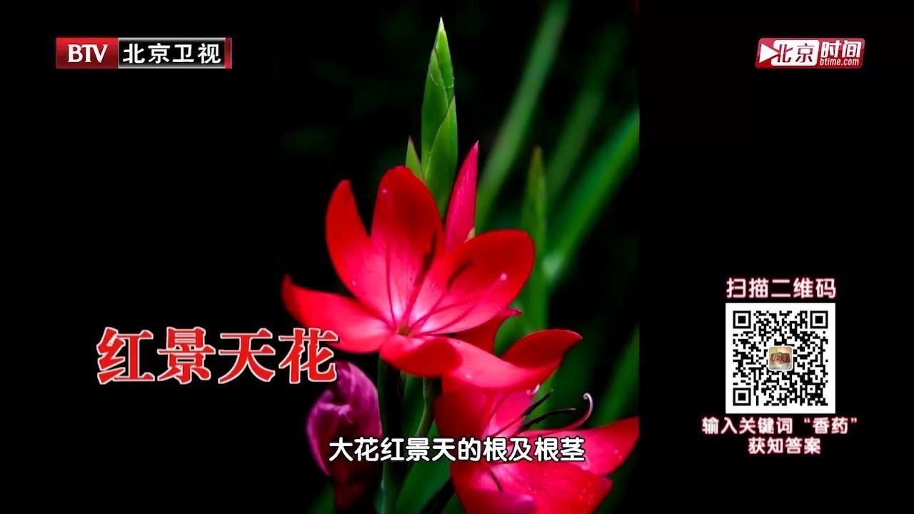 红景天可以补气活血，使血液运行通畅，适合心血瘀阻型冠心病患者使用_北京时间