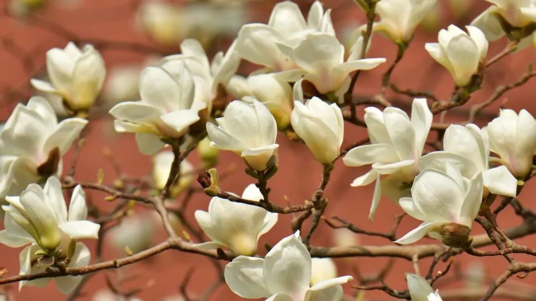 三月的昌平｜春信至，花已开！