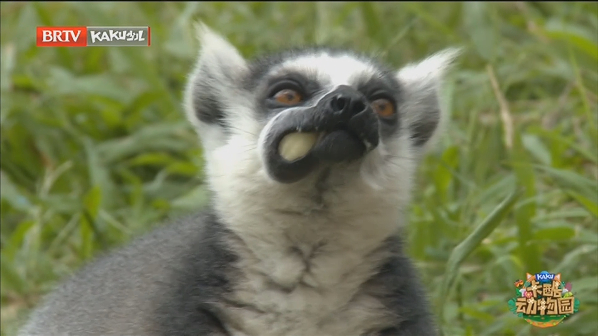 《卡酷动物园》20251229