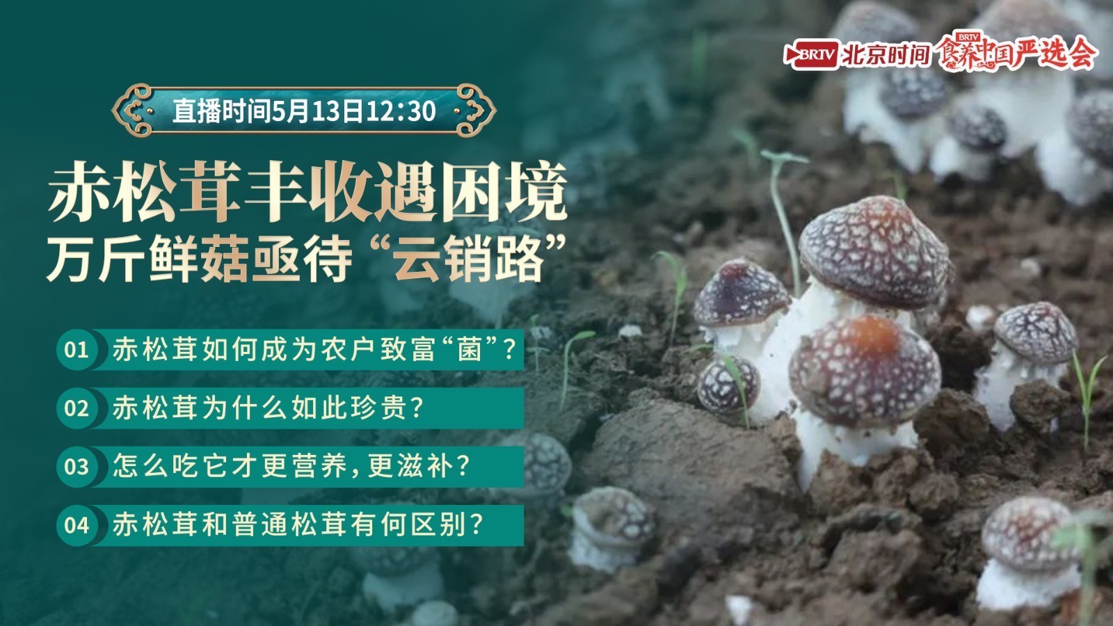 赤松茸丰收遇困境，万斤鲜菇亟待 “云销路”