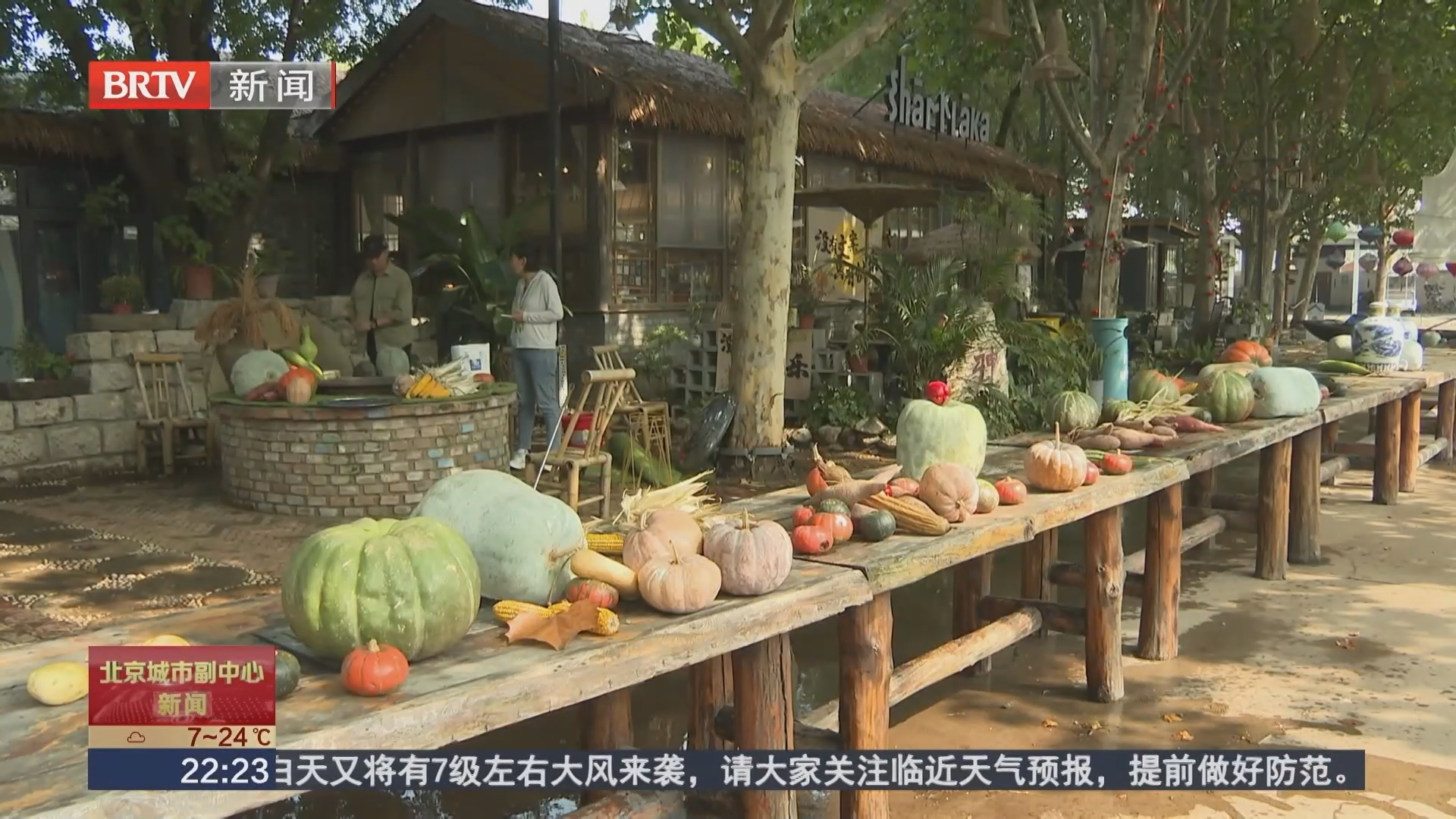 十一好去处：赏菊摘果庆丰收 到漷县享假日文旅大餐