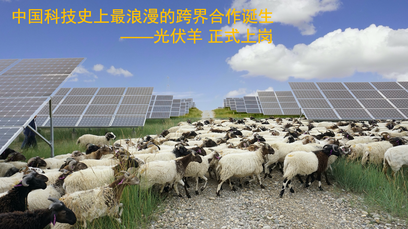 叶得力:电场牧歌,塔拉滩“光伏羊”的故事 叶得力:电场牧歌,塔拉滩“光伏羊”的故事