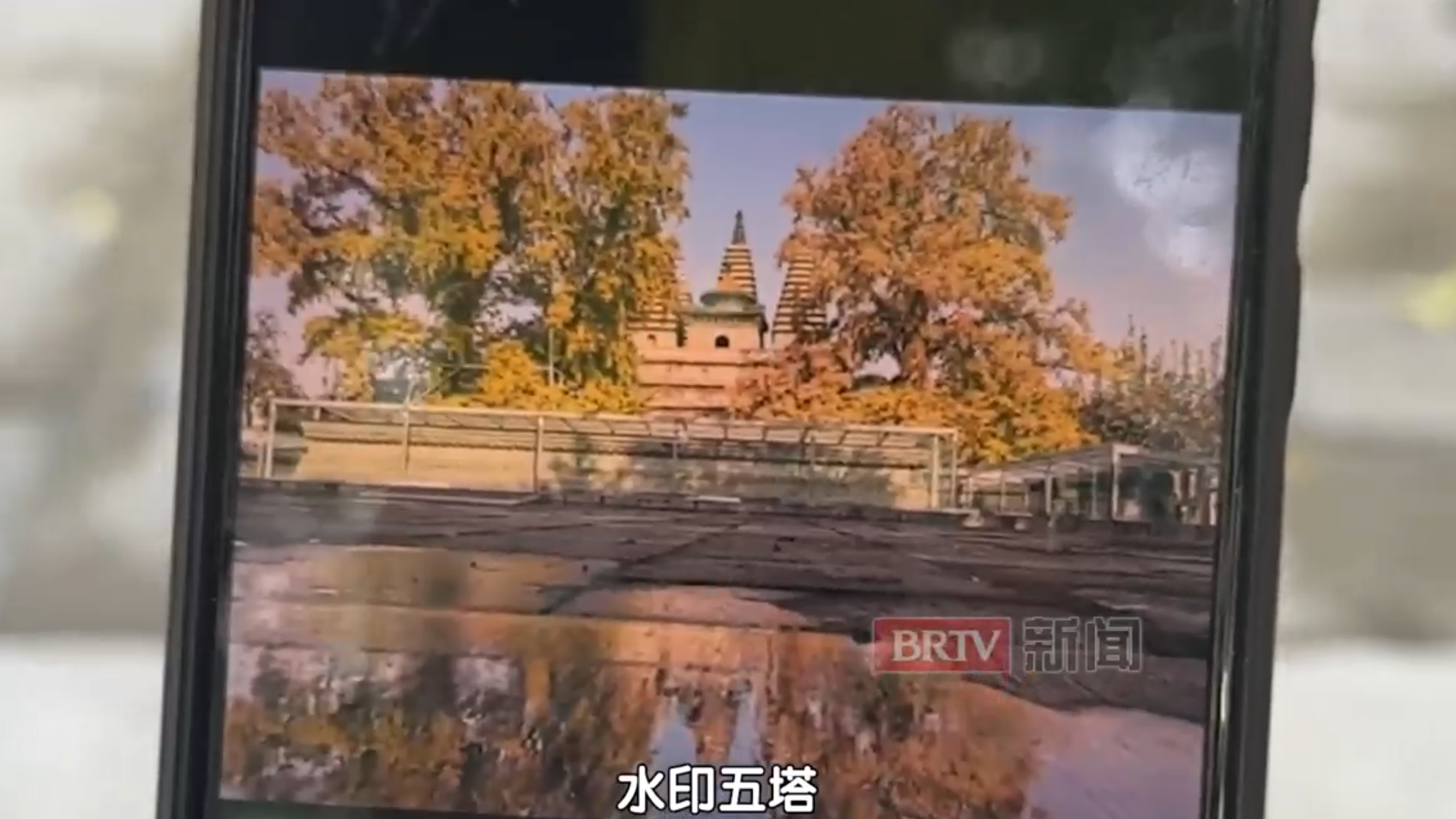 五塔寺的秋天 你是爱上了银杏还是柿子？