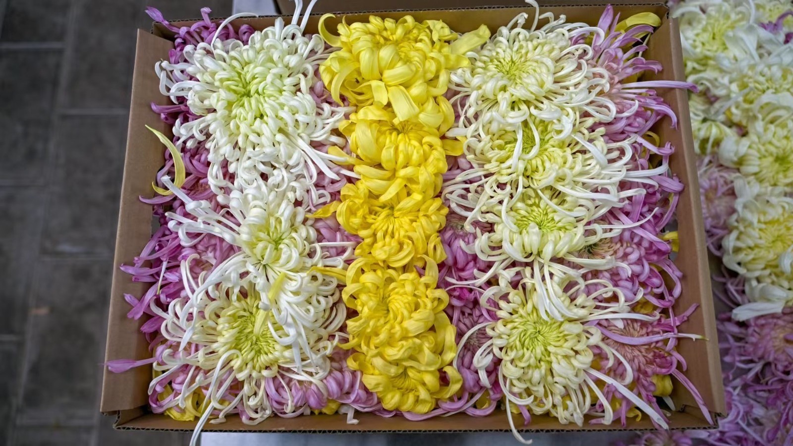 可赏可食还能带回家! 这样的菊花你见过吗? 可赏可食还能带回家! 这样的菊花你见过吗?