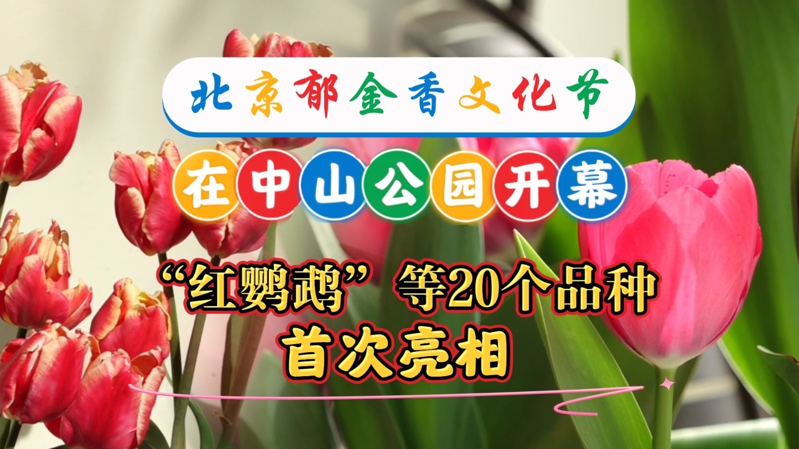 北京郁金香文化节开幕！20个品种首次亮相 4月上旬迎最佳观赏期