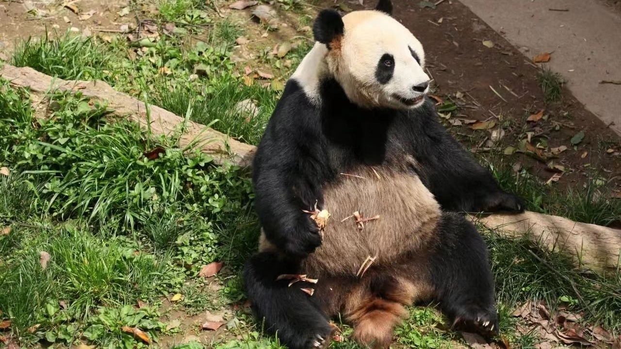 痛心!“彤彤”突发疾病死亡! 痛心!“彤彤”突发疾病死亡!