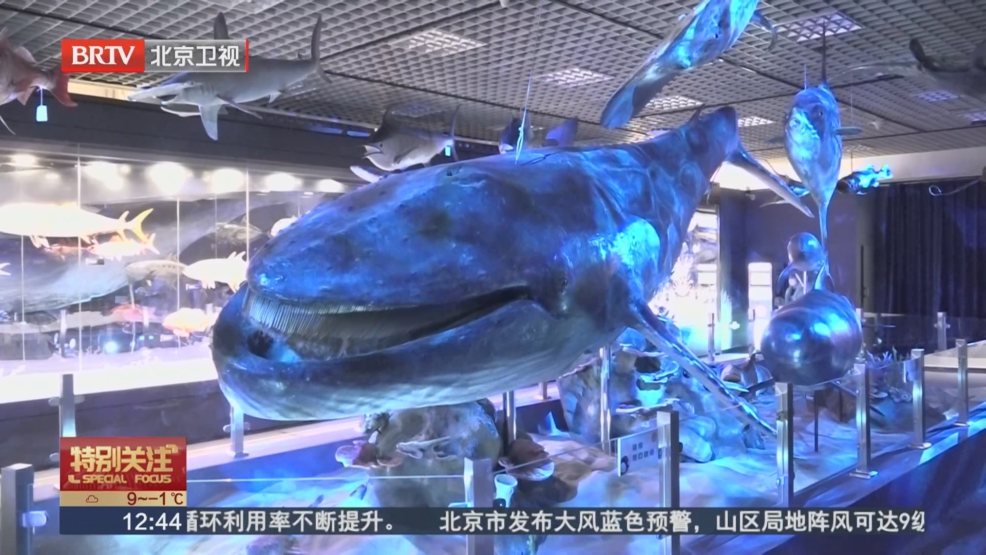 5500万年陆海传奇来袭 国家自然博物馆“鲸·奇”特展启幕