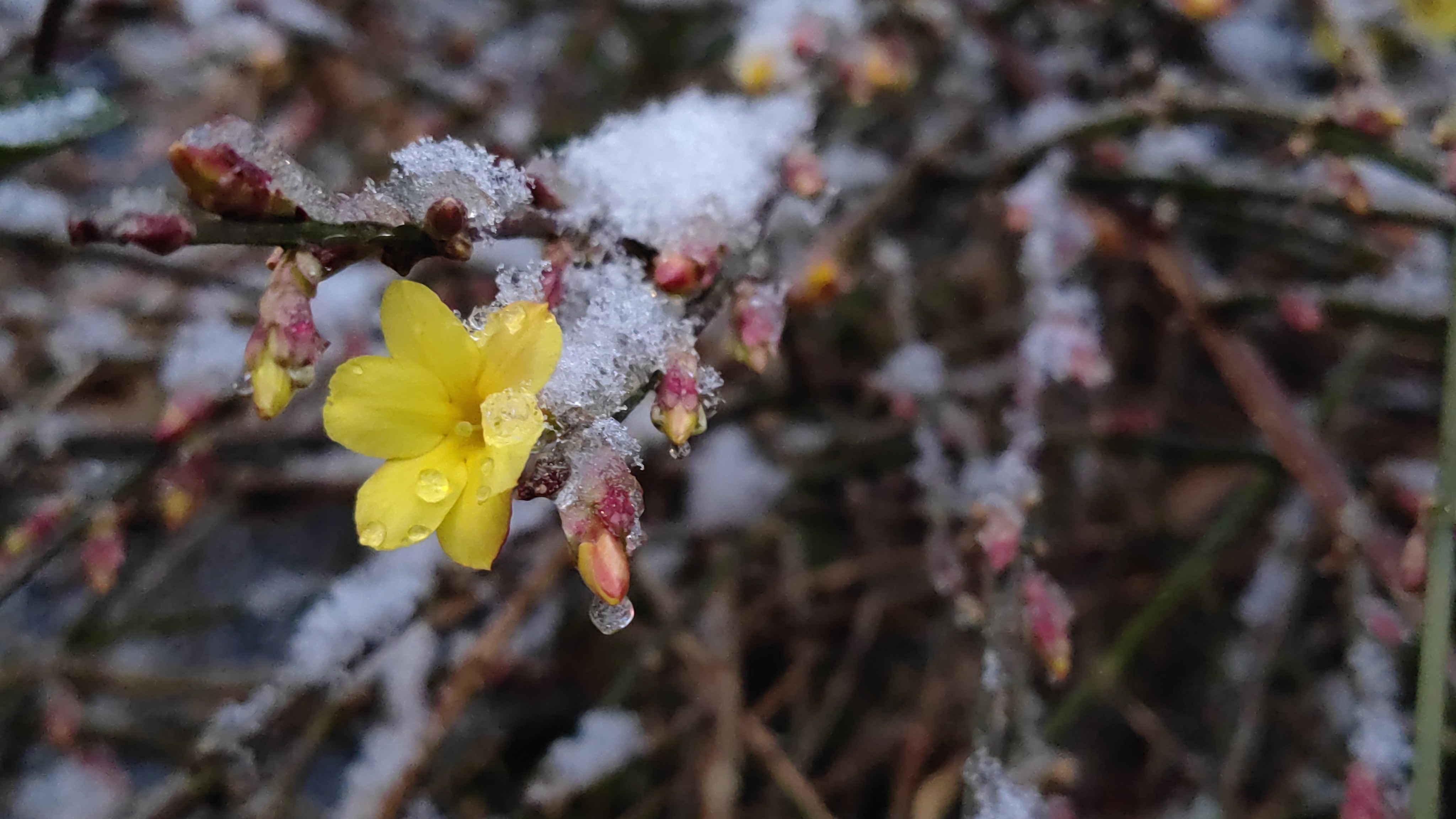 石景山区春雪映黄花，迎春花傲寒绽放