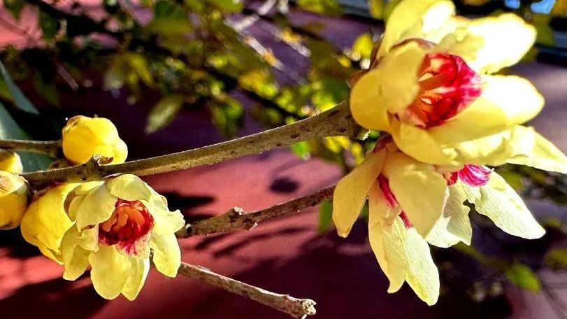 北京房山:上方山·九英黄韵,独领风骚 北京房山:上方山·九英黄韵,独领风骚