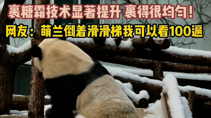 北京下雪萌兰秒变糖霜小熊！