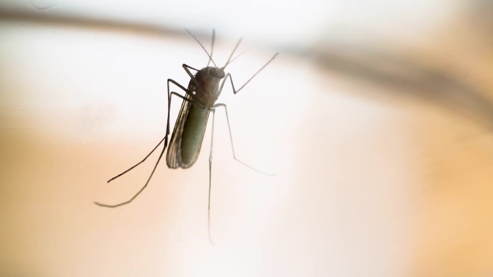 研究显示母蚊子的声音能使公蚊子“看到爱情” 研究显示母蚊子的声音能使公蚊子“看到爱情”