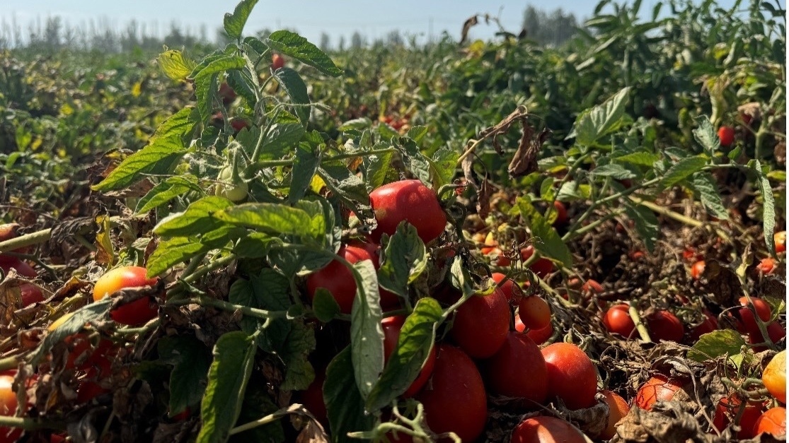 拼多多助力西部电商物流革新，带动新疆番茄产业东进