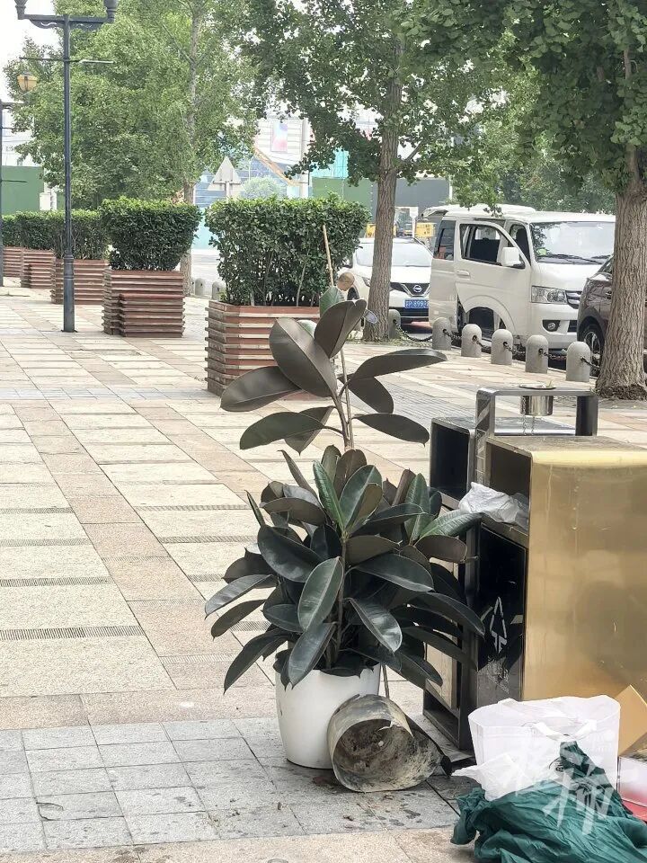 “魂儿都吓没了”，北京一店家网购的绿植中先后爬出4条蛇，扒开泥土还有蛇蛋！_北京时间