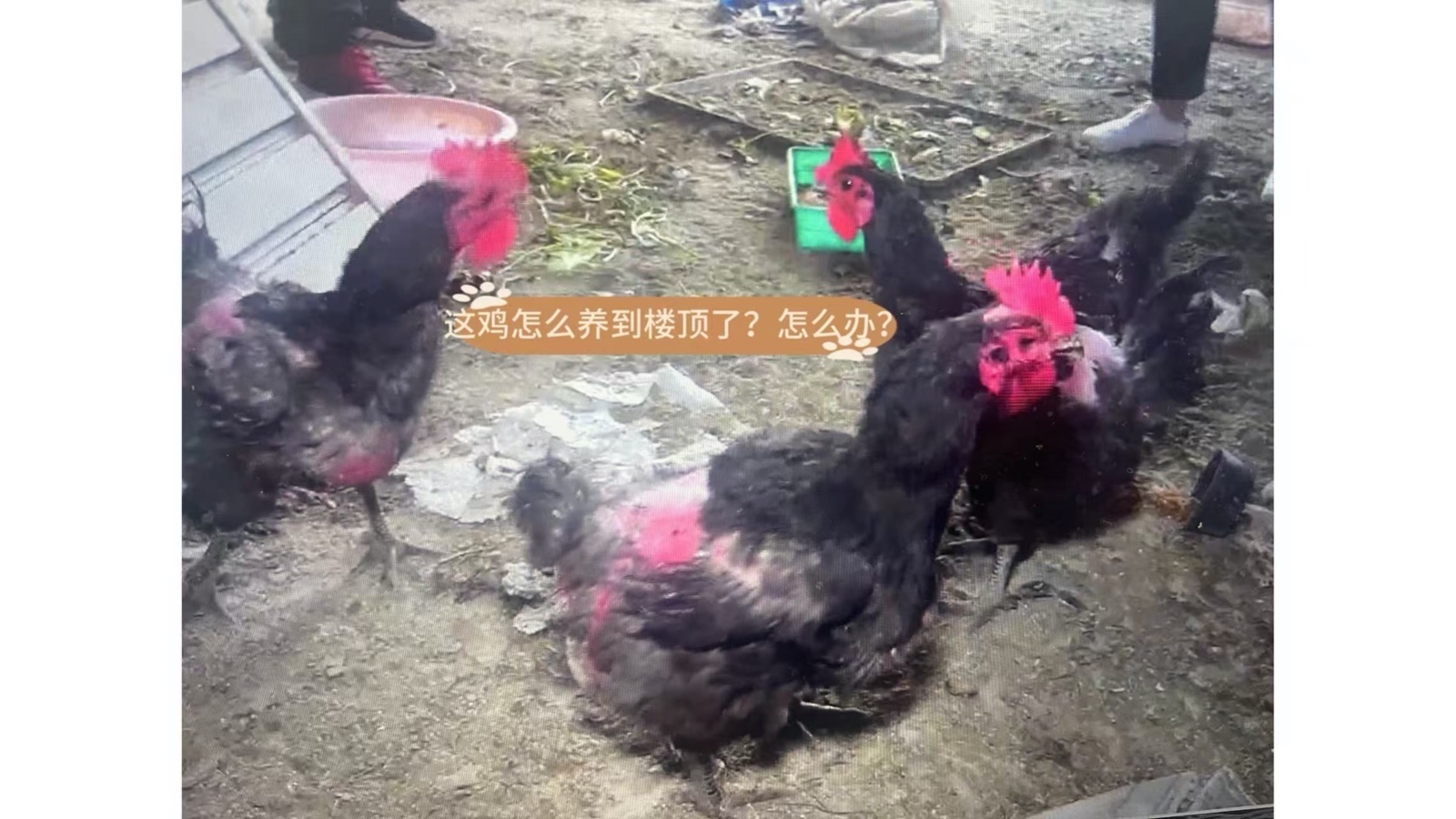 “私家农场”回归 “公共家园”