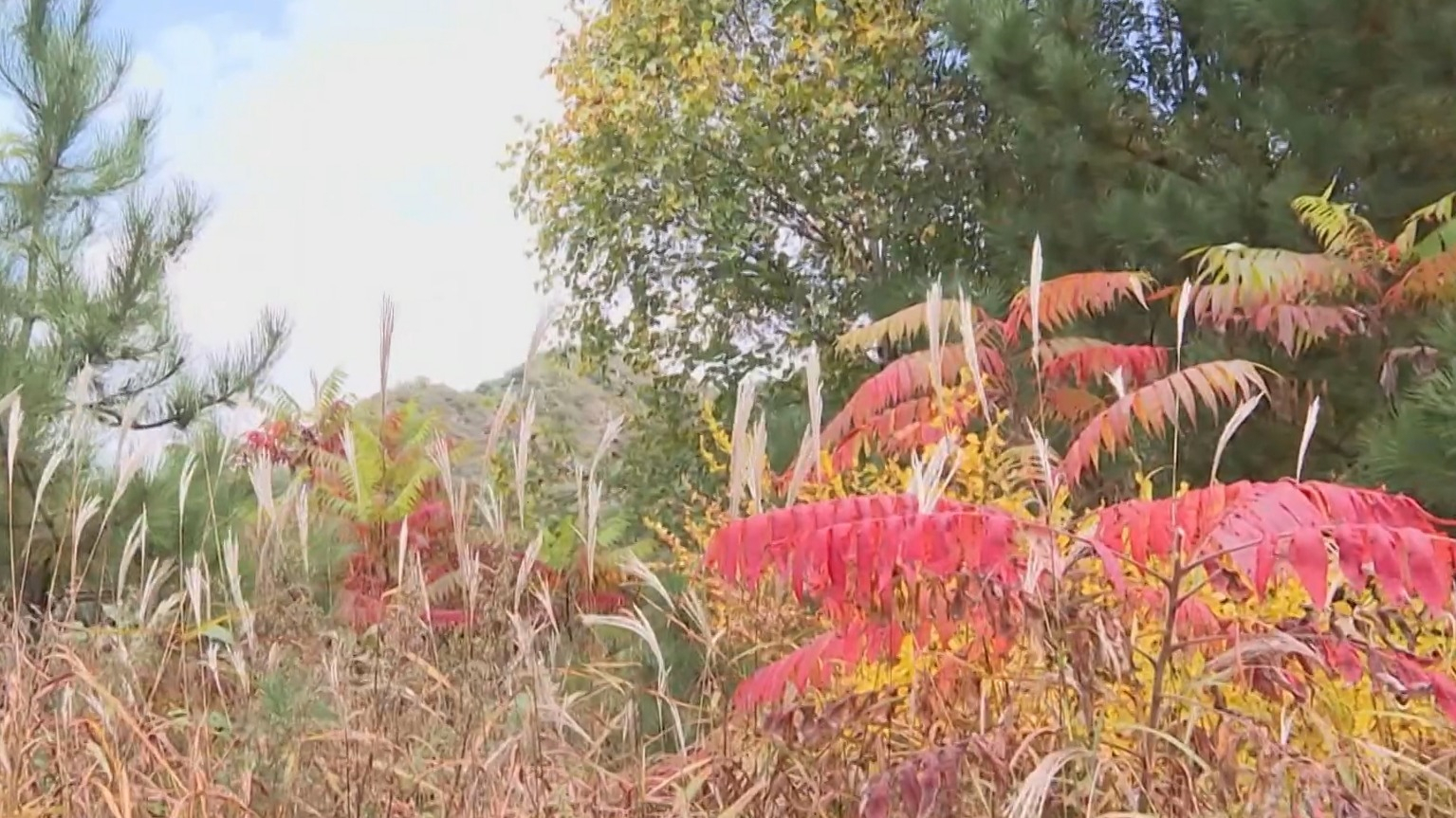 延庆玉渡山：红叶漫山映雅趣 秋意渐浓惹人醉