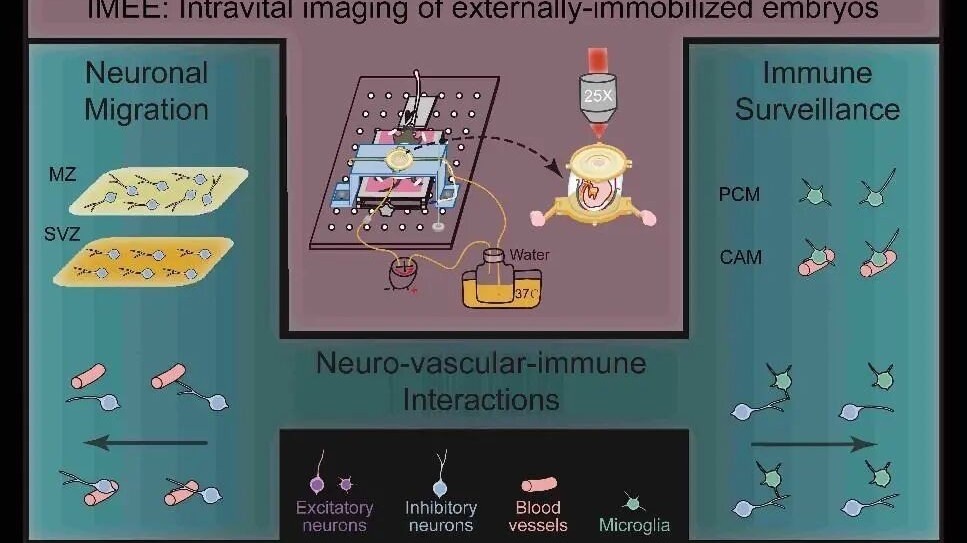 清华大学团队开发宫内活体成像技术，揭示胚胎小鼠大脑发育