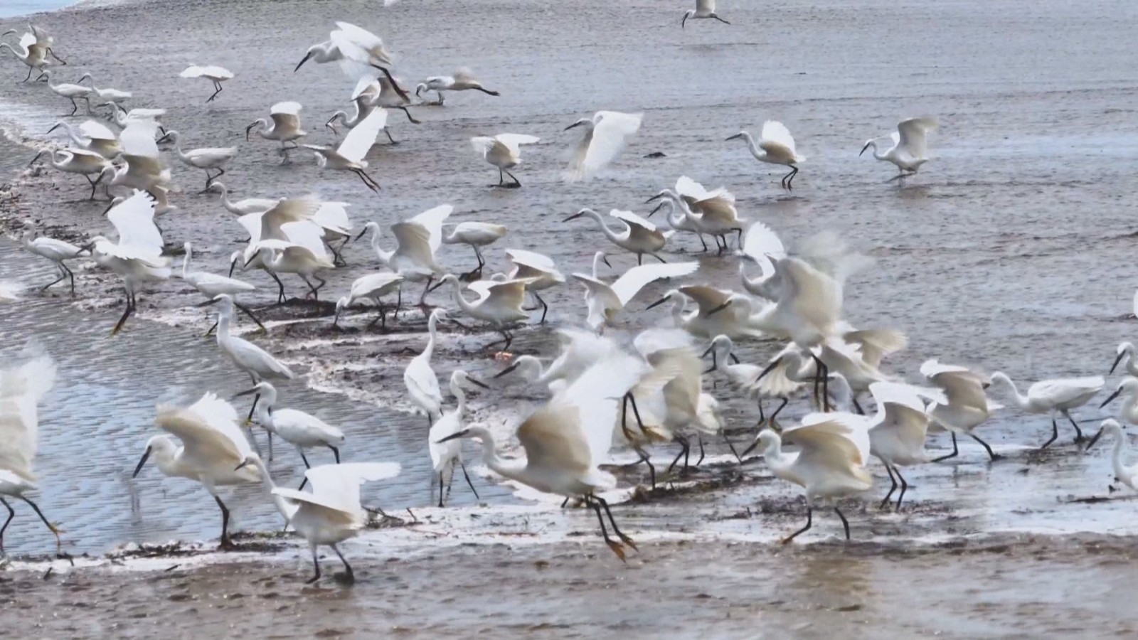 壮观! 钱塘江现“百鸟追潮”景象 壮观! 钱塘江现“百鸟追潮”景象